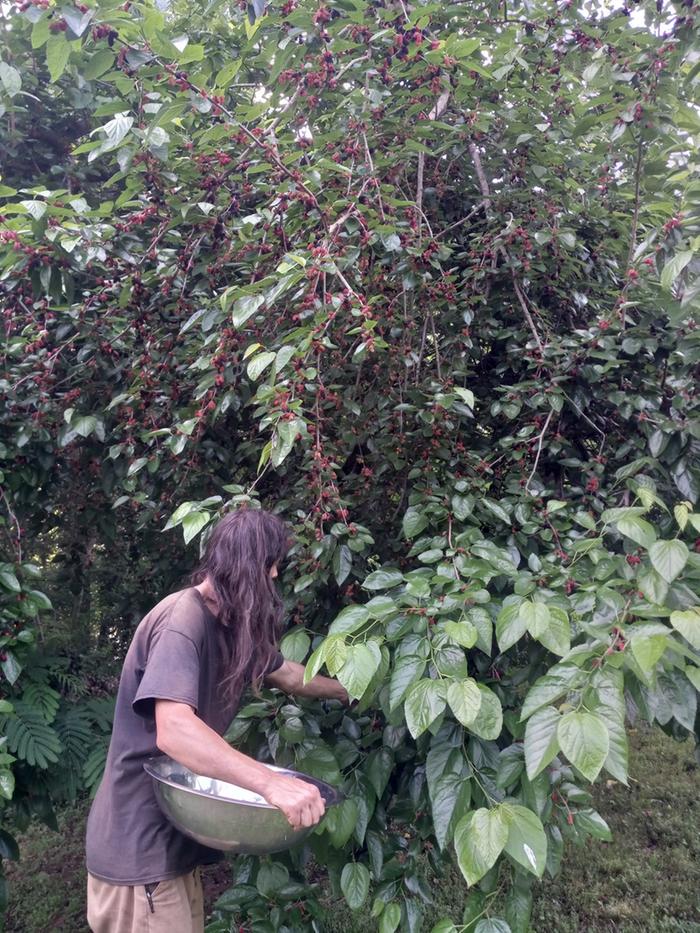 Harvesting mulberries
