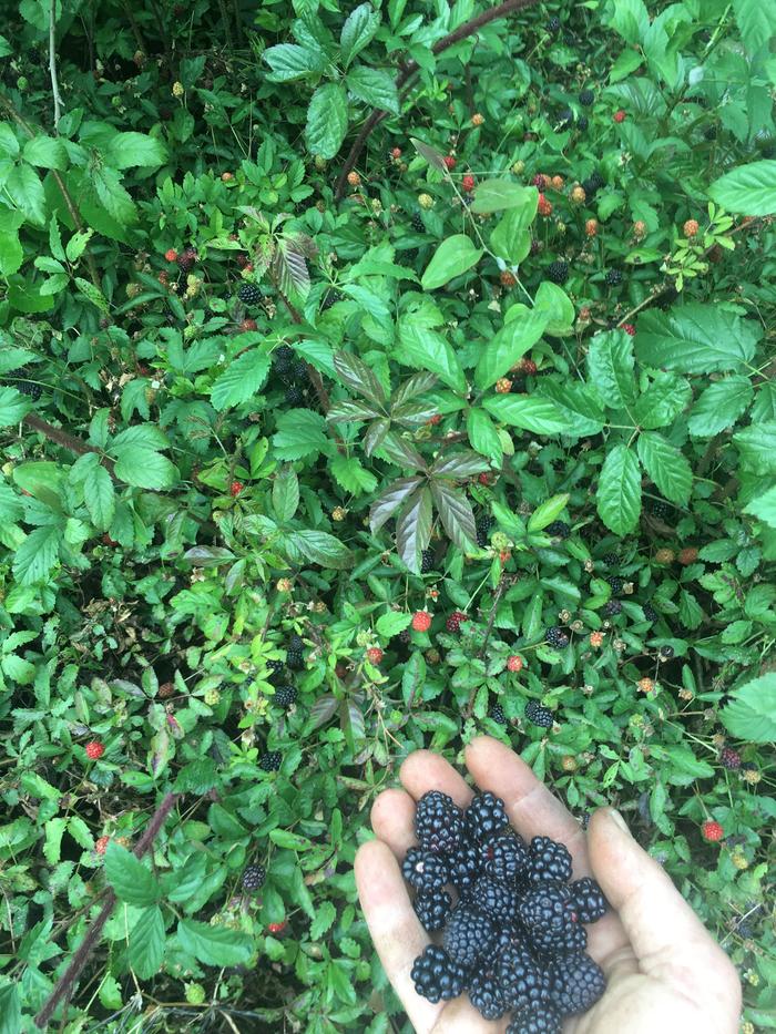picking