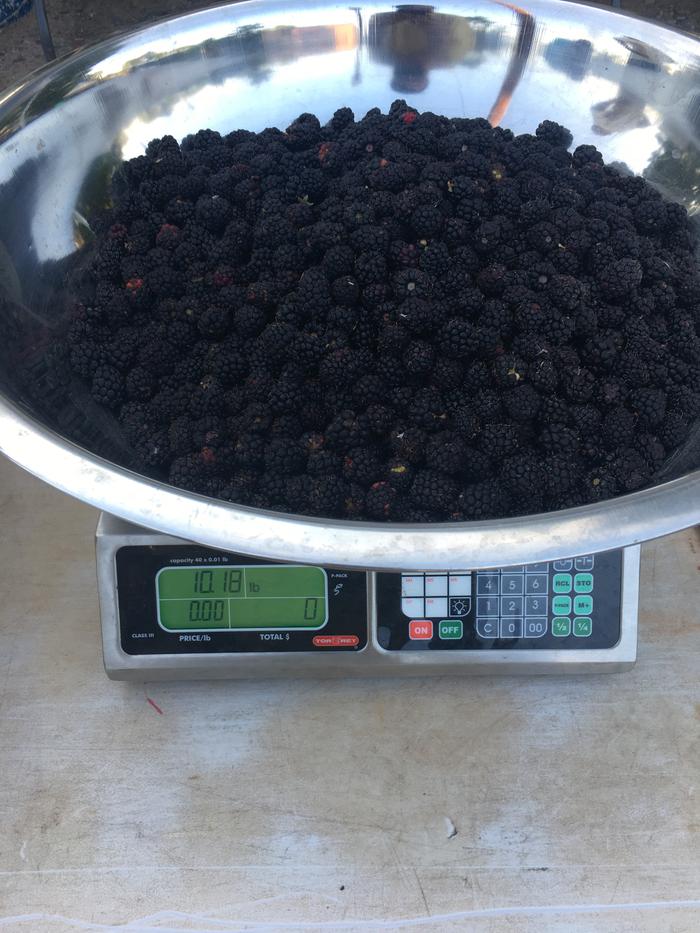 10.18 lbs