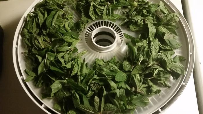 Two trays of mint leaves