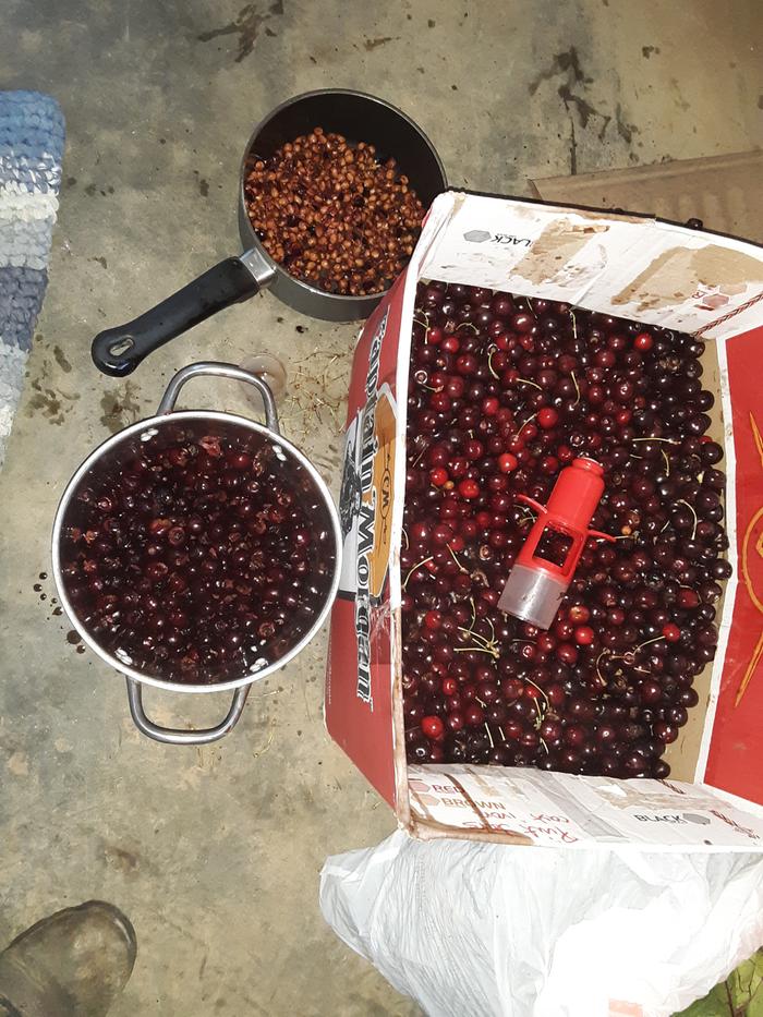 Cherries in the process of being pitted