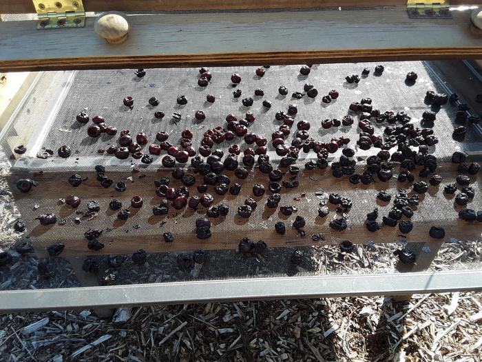 Drying in solar dehydrator