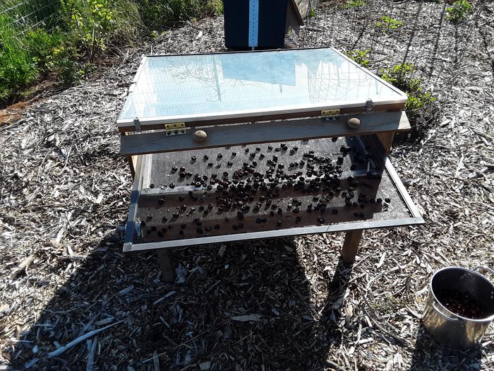 Solar dehydrator with cherries 