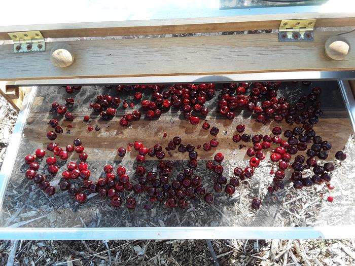 More cherries dehydrating