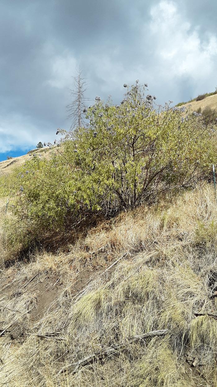 Elderberry bush