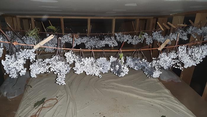 Hanging elderberries - air drying