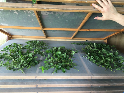 I used two shelves on my drying screen stack - this is shelf two