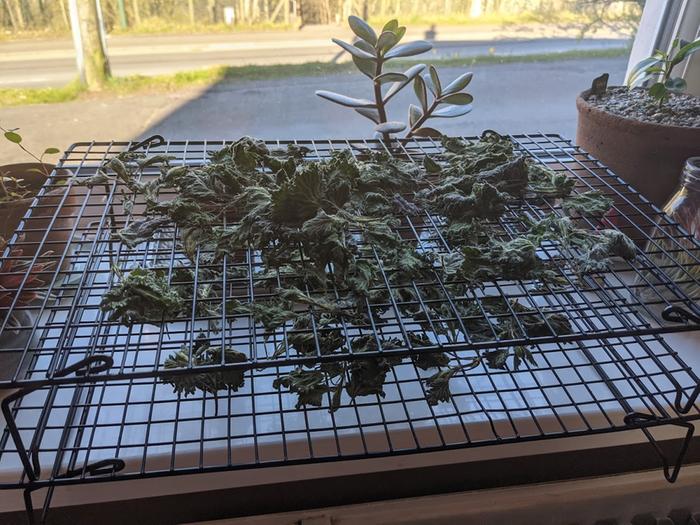 Nettles dried on racks in the sun