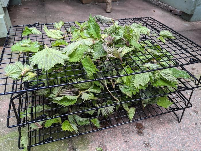 I used stackable drying racks for most of the nettles.