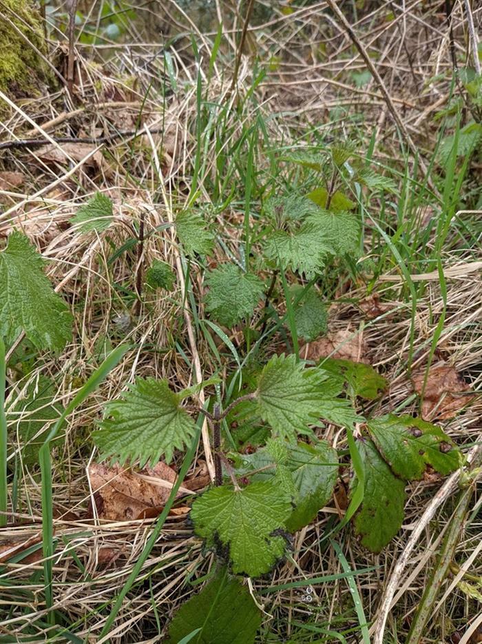 The nettles, tops-picked