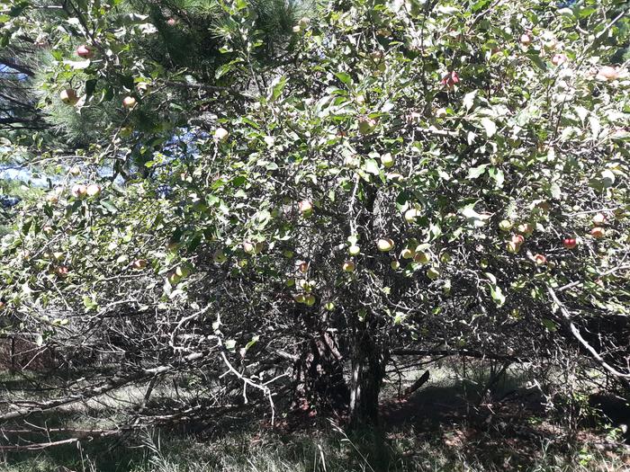 apple tree