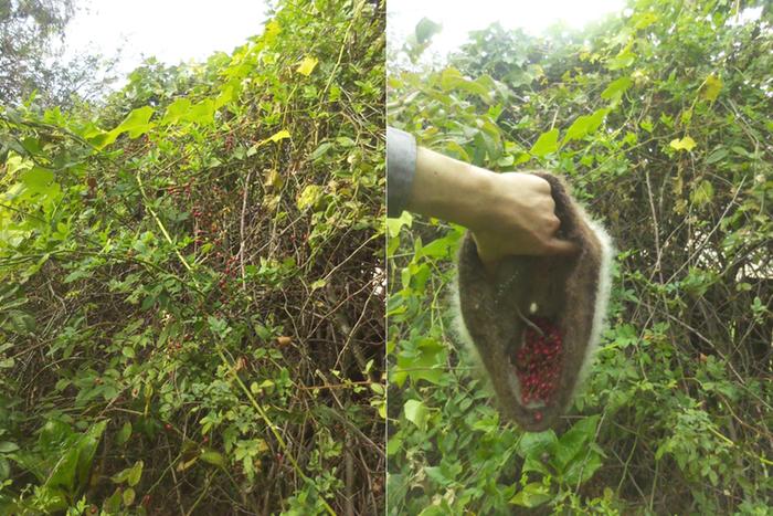 Harvesting rose hips