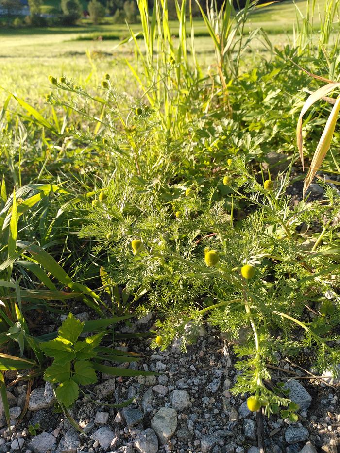 Pineapple weed closeup