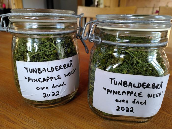 Result: two full jars of pineapple weed ("tunbalderbrå" around here)