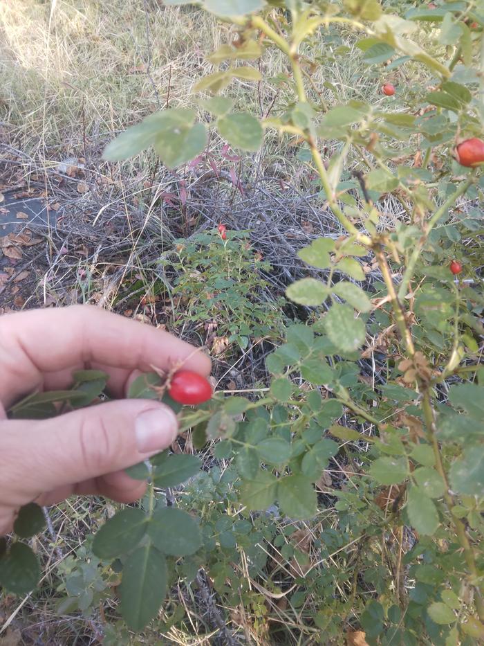 hips on rosebush