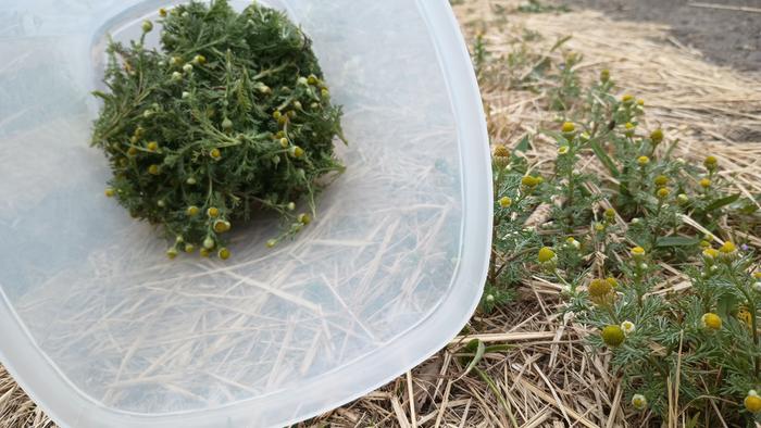 Harvesting wild pineapple weed