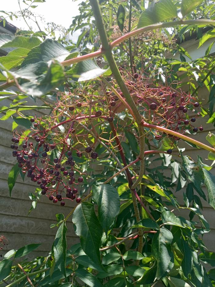 One of the elderberry plants.