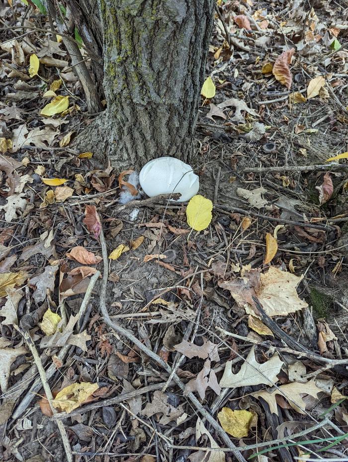 A Big Puffball