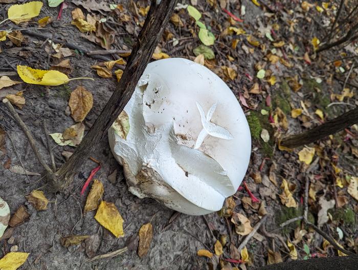 Another Big Puffball