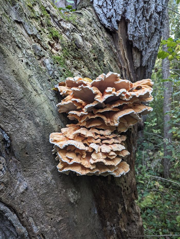 The cluster! Hard to capture just how huge it was...