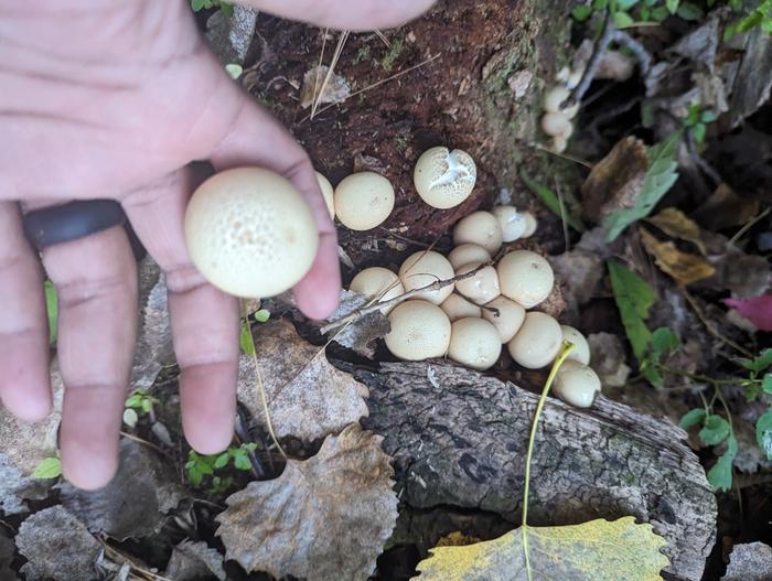 Small Puffballs