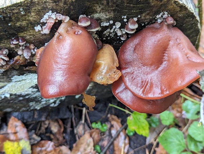 Wood Ear in the wild