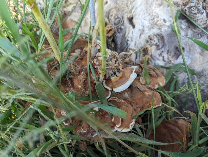 Reishi on a stump