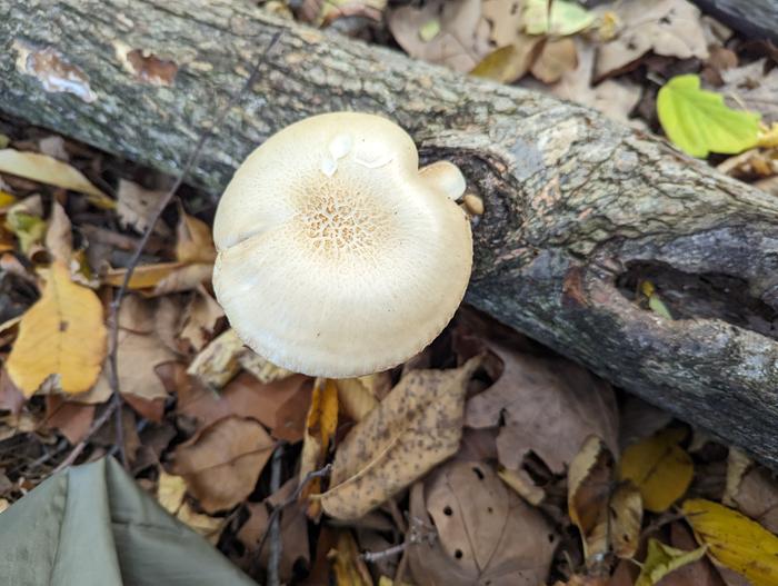 Elm Mushroom, one of many