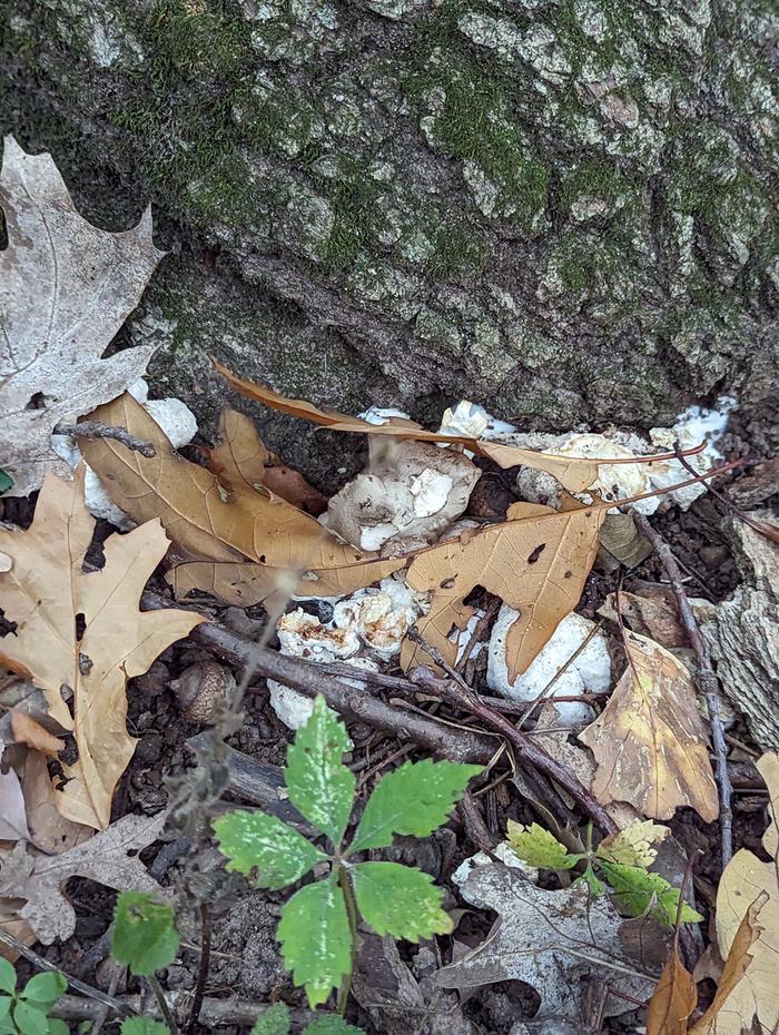 Shrimp of the woods at the base of a tree