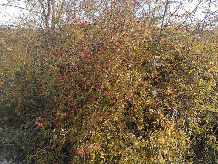 One of the many rosehip bushes.