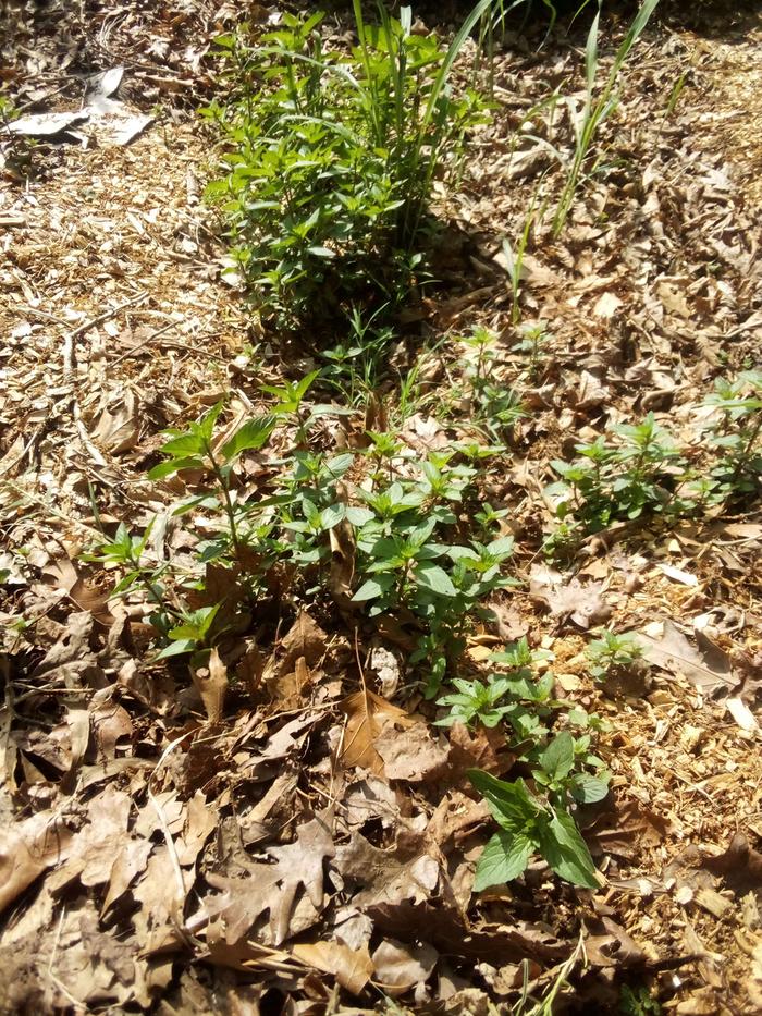 Uncultivated mint