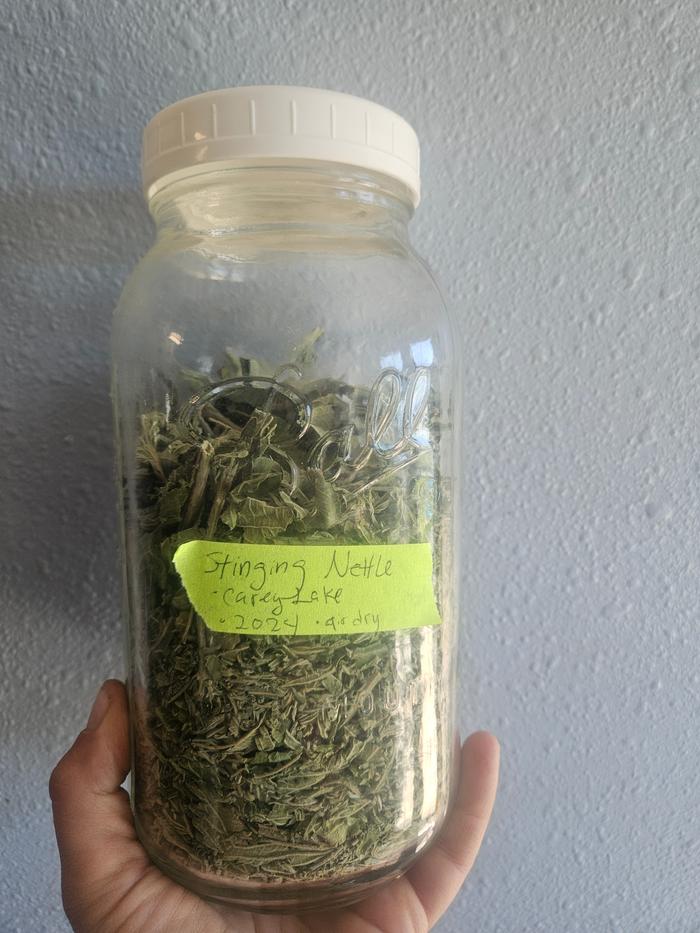 Dried nettles, in a labeled jar