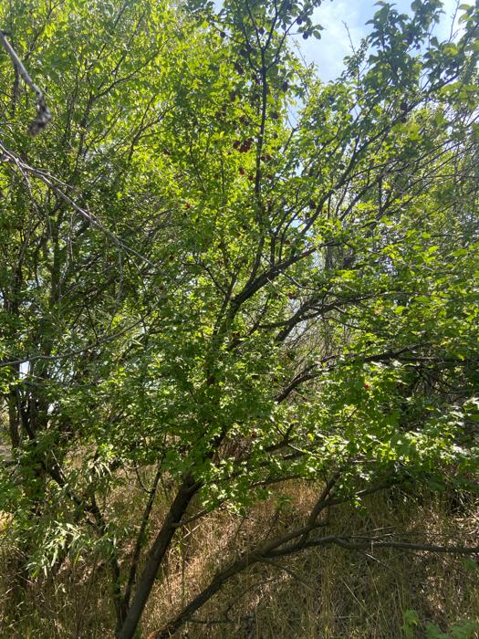 plum tree ready for harvest