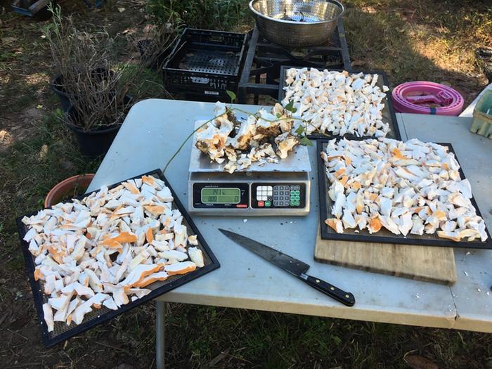 chopped, maybe 1.5 lbs for compost on scale, too full of debris 