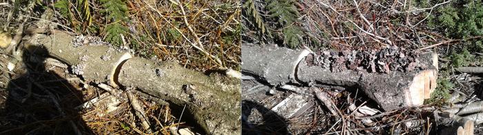 Logs with wood ear, harvested wood ear on the log