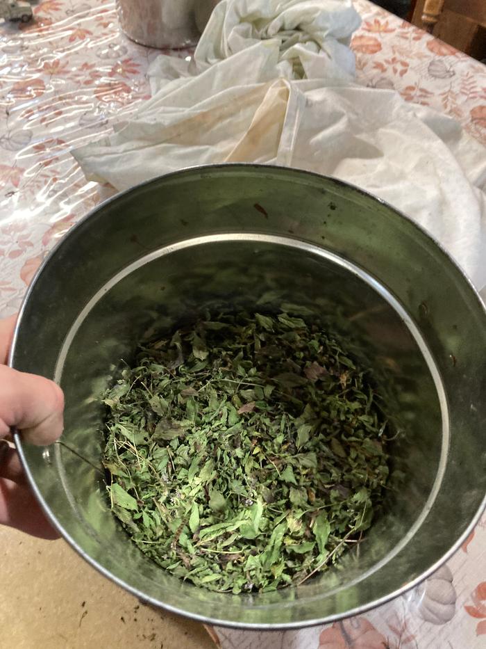 Dried forged mint in it’s storage container