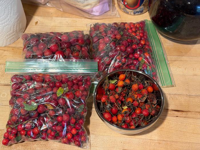 [Thumbnail for 2025Rosehips.jpg]