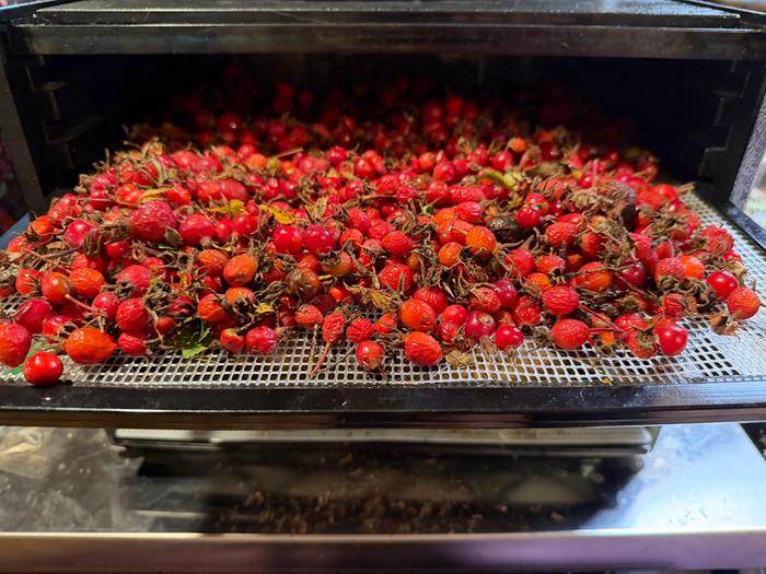 [Thumbnail for goingIntoTheDehydrator.jpg]