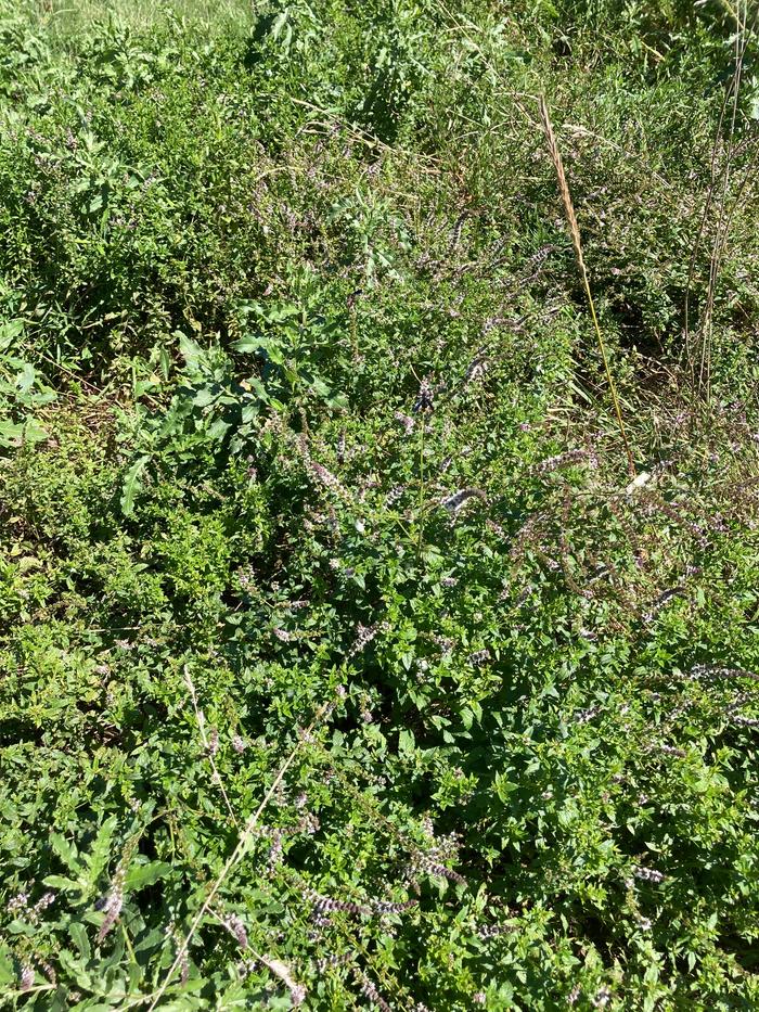 Mint in the wild