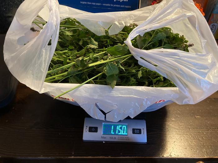 Over 1 pound of mint