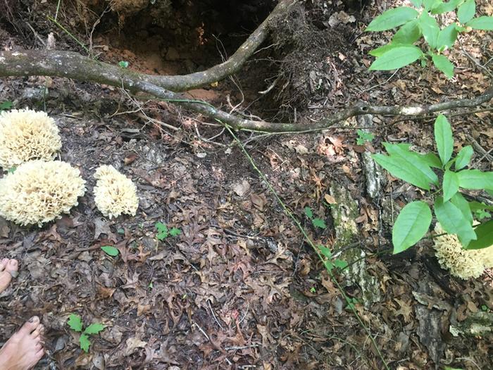 in situ, around the root ball of a fallen pine