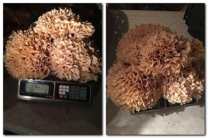 5.78 lbs on the scale