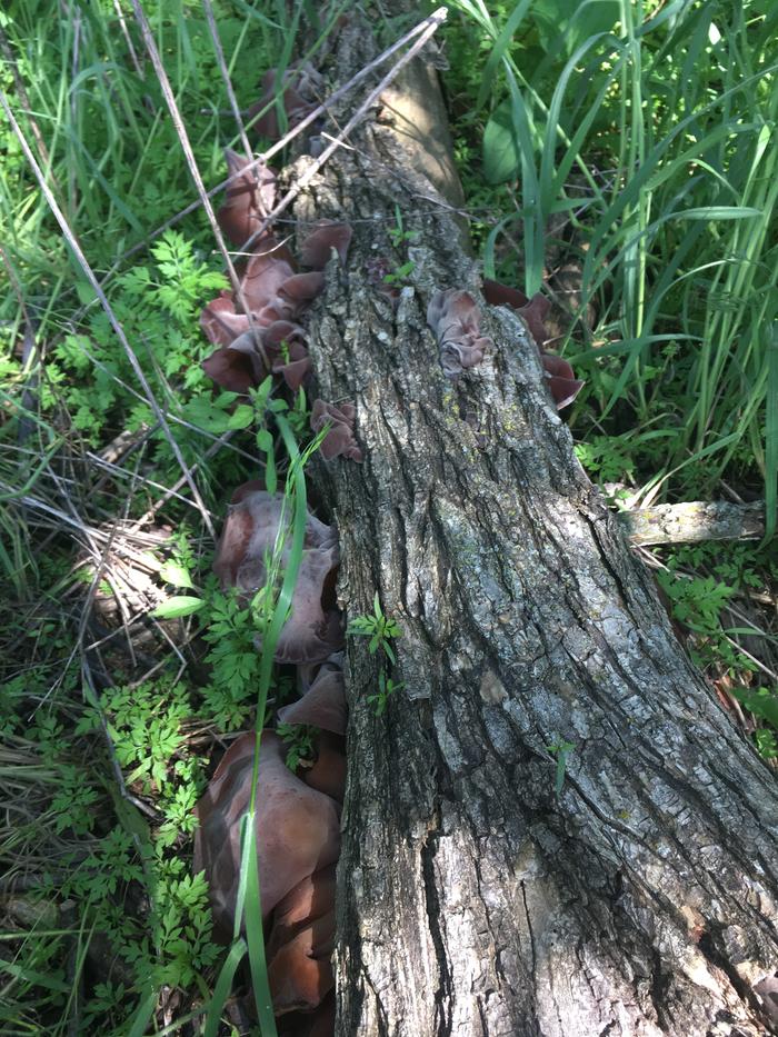 wood ear growing on log