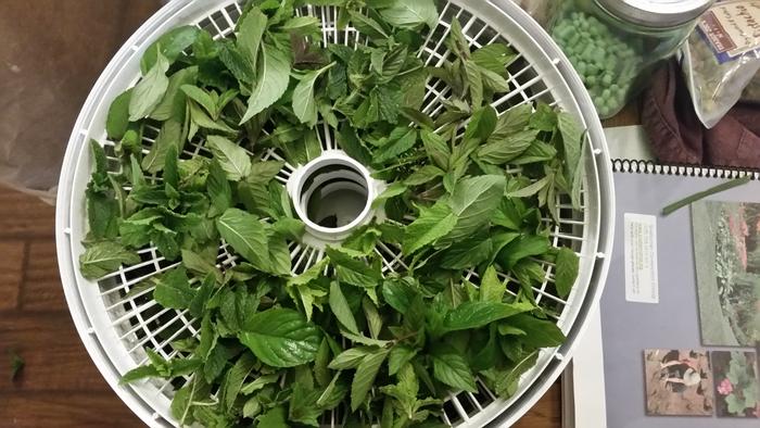 drying mint