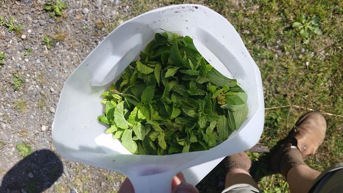 mint harvest