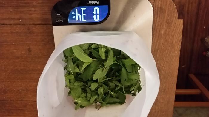 mint harvest