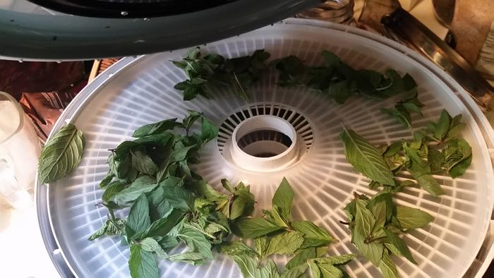 drying mint