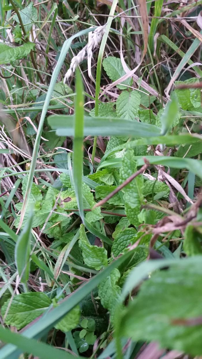 mint growing in grass