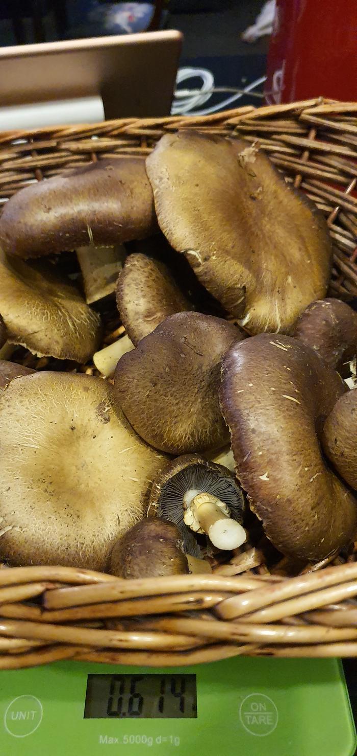 harvested wine cap mushrooms