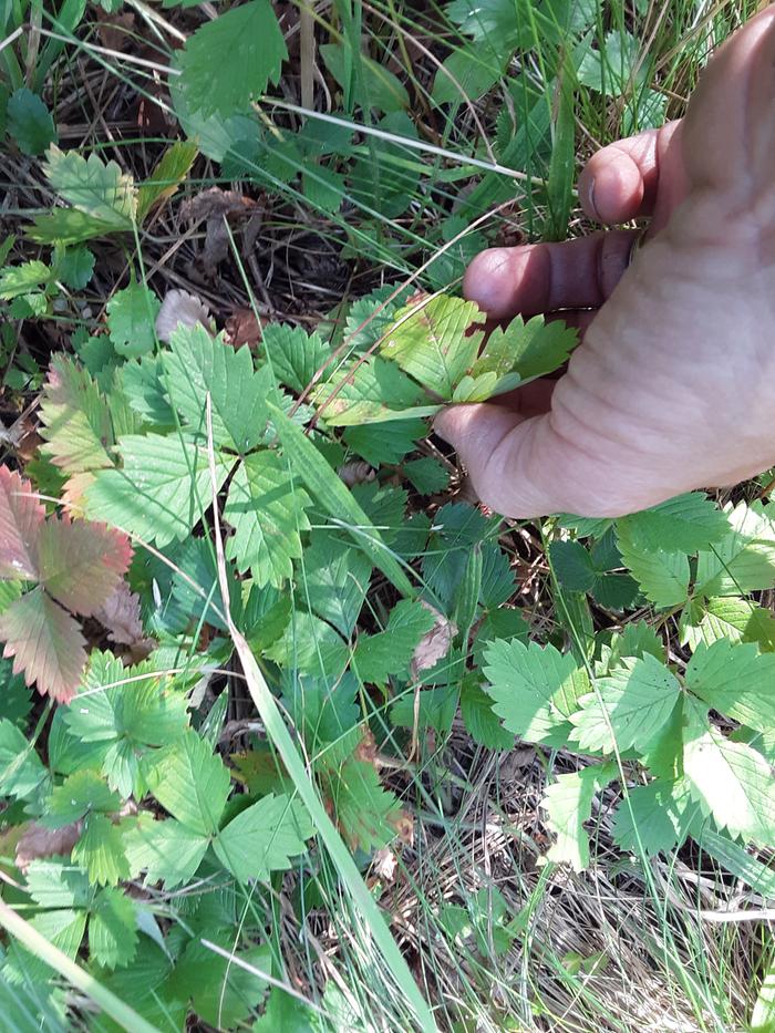 Picking strawberry leaves